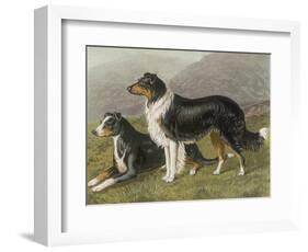 Two Collies, Rough and Smooth-Coated Tricolour-null-Framed Photographic Print