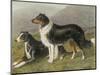 Two Collies, Rough and Smooth-Coated Tricolour-null-Mounted Photographic Print