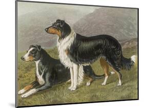 Two Collies, Rough and Smooth-Coated Tricolour-null-Mounted Photographic Print