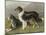 Two Collies, Rough and Smooth-Coated Tricolour-null-Mounted Photographic Print