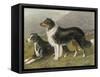 Two Collies, Rough and Smooth-Coated Tricolour-null-Framed Stretched Canvas