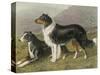 Two Collies, Rough and Smooth-Coated Tricolour-null-Stretched Canvas