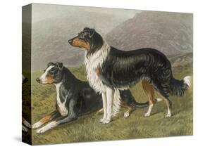 Two Collies, Rough and Smooth-Coated Tricolour-null-Stretched Canvas