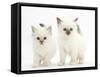 Two Colourpoint Kittens-Mark Taylor-Framed Stretched Canvas