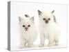 Two Colourpoint Kittens-Mark Taylor-Stretched Canvas