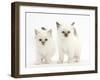 Two Colourpoint Kittens-Mark Taylor-Framed Photographic Print