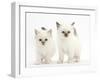 Two Colourpoint Kittens-Mark Taylor-Framed Photographic Print