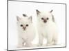 Two Colourpoint Kittens-Mark Taylor-Mounted Photographic Print