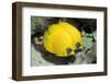 Two Common butterfly fish Red Sea, Egypt-Dan Burton-Framed Photographic Print