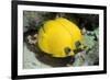 Two Common butterfly fish Red Sea, Egypt-Dan Burton-Framed Photographic Print