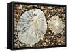 Two Common Limpets on Beach, Normandy, France-Philippe Clement-Framed Stretched Canvas