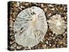 Two Common Limpets on Beach, Normandy, France-Philippe Clement-Stretched Canvas