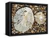 Two Common Limpets on Beach, Normandy, France-Philippe Clement-Framed Stretched Canvas