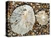 Two Common Limpets on Beach, Normandy, France-Philippe Clement-Stretched Canvas