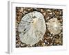 Two Common Limpets on Beach, Normandy, France-Philippe Clement-Framed Photographic Print