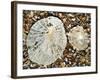 Two Common Limpets on Beach, Normandy, France-Philippe Clement-Framed Photographic Print