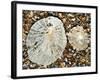 Two Common Limpets on Beach, Normandy, France-Philippe Clement-Framed Photographic Print