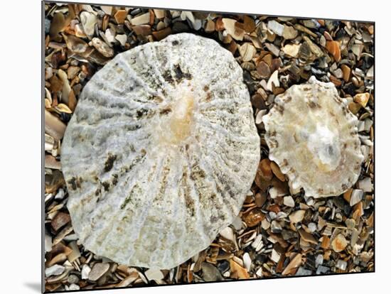 Two Common Limpets on Beach, Normandy, France-Philippe Clement-Mounted Photographic Print