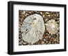 Two Common Limpets on Beach, Normandy, France-Philippe Clement-Framed Photographic Print