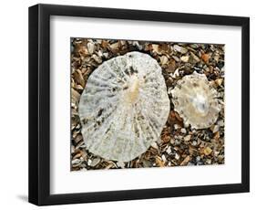 Two Common Limpets on Beach, Normandy, France-Philippe Clement-Framed Photographic Print