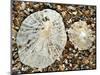 Two Common Limpets on Beach, Normandy, France-Philippe Clement-Mounted Photographic Print