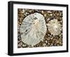 Two Common Limpets on Beach, Normandy, France-Philippe Clement-Framed Photographic Print