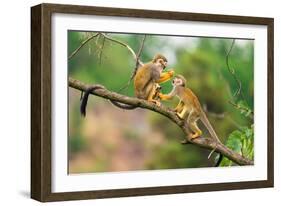 Two Common Squirrel Monkeys (Saimiri Sciureus) Playing on a Tree Branch-Nick Fox-Framed Photographic Print