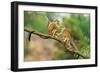 Two Common Squirrel Monkeys (Saimiri Sciureus) Playing on a Tree Branch-Nick Fox-Framed Photographic Print