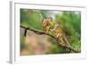 Two Common Squirrel Monkeys (Saimiri Sciureus) Playing on a Tree Branch-Nick Fox-Framed Photographic Print
