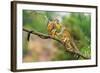 Two Common Squirrel Monkeys (Saimiri Sciureus) Playing on a Tree Branch-Nick Fox-Framed Photographic Print