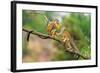Two Common Squirrel Monkeys (Saimiri Sciureus) Playing on a Tree Branch-Nick Fox-Framed Photographic Print