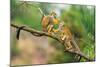 Two Common Squirrel Monkeys (Saimiri Sciureus) Playing on a Tree Branch-Nick Fox-Mounted Photographic Print