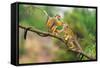 Two Common Squirrel Monkeys (Saimiri Sciureus) Playing on a Tree Branch-Nick Fox-Framed Stretched Canvas