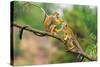 Two Common Squirrel Monkeys (Saimiri Sciureus) Playing on a Tree Branch-Nick Fox-Stretched Canvas