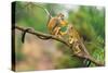 Two Common Squirrel Monkeys (Saimiri Sciureus) Playing on a Tree Branch-Nick Fox-Stretched Canvas