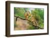 Two Common Squirrel Monkeys (Saimiri Sciureus) Playing on a Tree Branch-Nick Fox-Framed Photographic Print