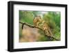 Two Common Squirrel Monkeys (Saimiri Sciureus) Playing on a Tree Branch-Nick Fox-Framed Photographic Print