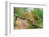 Two Common Squirrel Monkeys (Saimiri Sciureus) Playing on a Tree Branch-Nick Fox-Framed Photographic Print