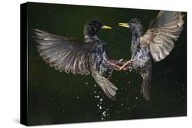 Two Common Starlings (Sturnus Vulgaris) Fighting, Pusztaszer, Hungary, May 2008-Varesvuo-Stretched Canvas