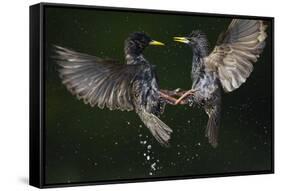 Two Common Starlings (Sturnus Vulgaris) Fighting, Pusztaszer, Hungary, May 2008-Varesvuo-Framed Stretched Canvas