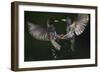 Two Common Starlings (Sturnus Vulgaris) Fighting, Pusztaszer, Hungary, May 2008-Varesvuo-Framed Photographic Print