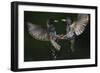 Two Common Starlings (Sturnus Vulgaris) Fighting, Pusztaszer, Hungary, May 2008-Varesvuo-Framed Photographic Print