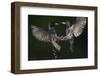 Two Common Starlings (Sturnus Vulgaris) Fighting, Pusztaszer, Hungary, May 2008-Varesvuo-Framed Photographic Print