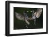 Two Common Starlings (Sturnus Vulgaris) Fighting, Pusztaszer, Hungary, May 2008-Varesvuo-Framed Photographic Print