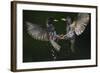 Two Common Starlings (Sturnus Vulgaris) Fighting, Pusztaszer, Hungary, May 2008-Varesvuo-Framed Photographic Print