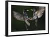 Two Common Starlings (Sturnus Vulgaris) Fighting, Pusztaszer, Hungary, May 2008-Varesvuo-Framed Photographic Print