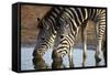 Two Common Zebra (Plains Zebra) (Burchell's Zebra) (Equus Burchelli) Drinking-James Hager-Framed Stretched Canvas