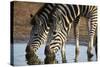 Two Common Zebra (Plains Zebra) (Burchell's Zebra) (Equus Burchelli) Drinking-James Hager-Stretched Canvas