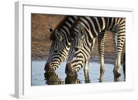 Two Common Zebra (Plains Zebra) (Burchell's Zebra) (Equus Burchelli) Drinking-James Hager-Framed Photographic Print