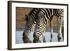 Two Common Zebra (Plains Zebra) (Burchell's Zebra) (Equus Burchelli) Drinking-James Hager-Framed Photographic Print